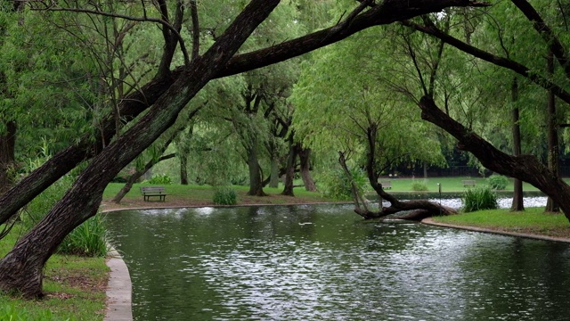 流动的河流之间绿色弯曲的茂密的树木在公园视频素材