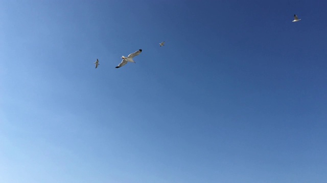 湛蓝的天空上飞翔的海鸥视频素材