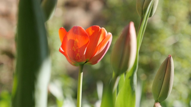 浅景深迪迪埃郁金香百合植物在花园里4K视频素材