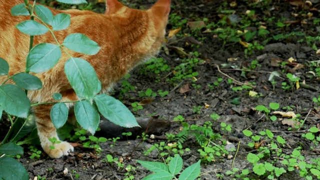 红猫抓了一只小老鼠视频素材