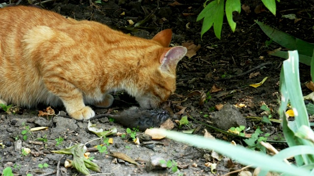 红猫抓了一只小老鼠视频素材