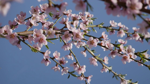 晴空碧蓝，桃树落花4K视频素材