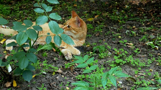 红猫抓了一只小老鼠视频素材