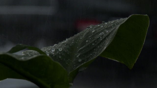 夜晚的大雨落在树叶上视频素材