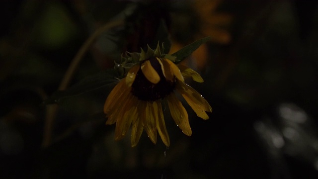 大雨落在向日葵上的夜晚视频素材