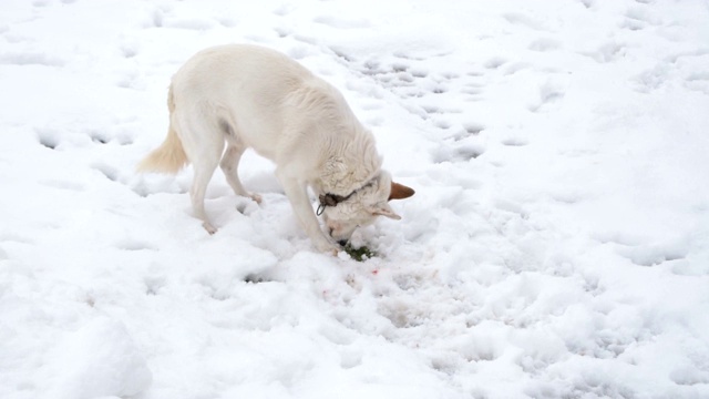 白色的狗在雪地里吃东西视频素材