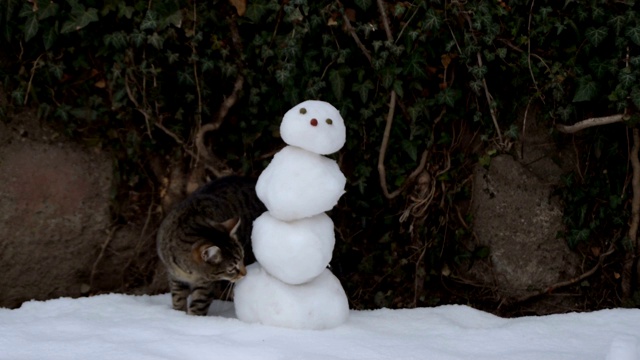 虎斑猫好奇地嗅雪人视频素材