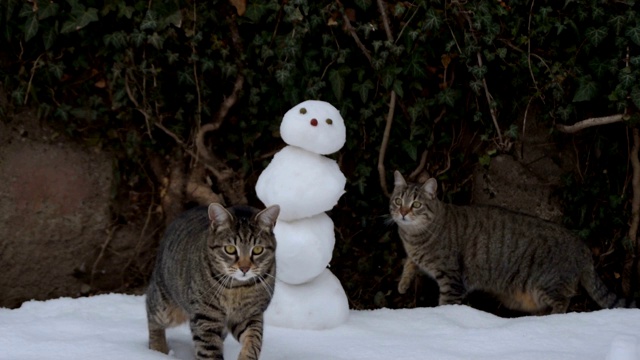 虎斑猫和雪人视频素材