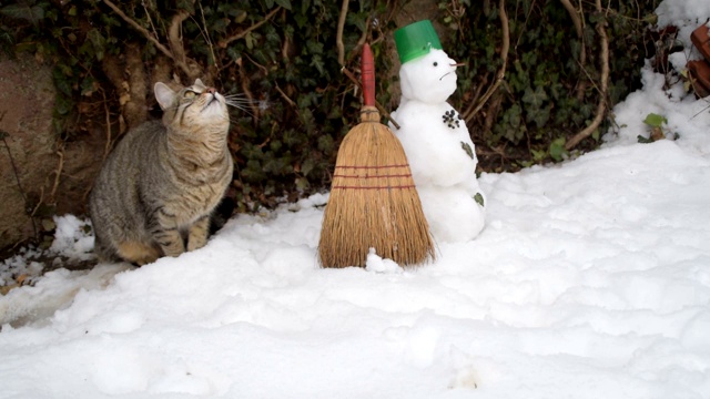 虎斑猫和雪人视频素材