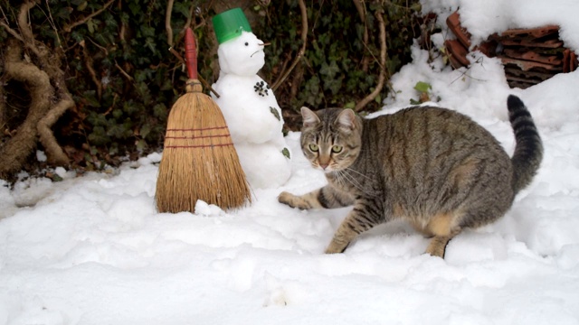 猫和雪人一起探索冬天的魔法视频素材