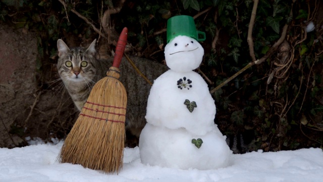 家猫在院子里玩雪，旁边是雪人视频素材