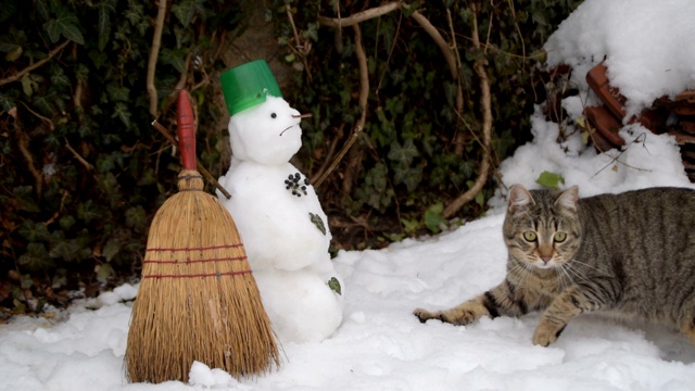 家猫在院子里玩雪，旁边是雪人视频素材