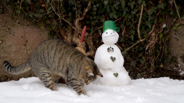 家猫在院子里玩雪，旁边是雪人视频素材