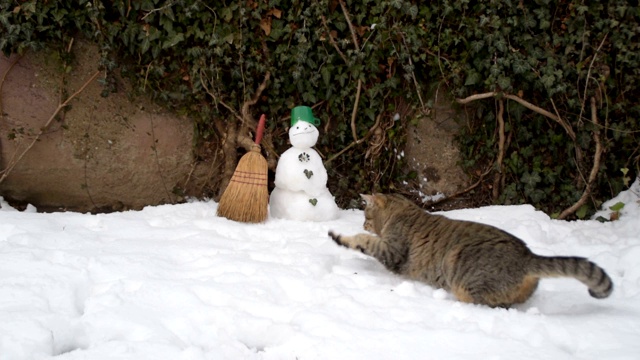 虎斑猫和雪人视频素材