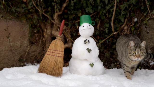 家猫在院子里玩雪，旁边是雪人视频素材