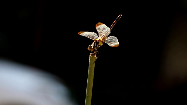 蜻蜓视频素材