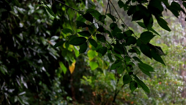 慢镜头，雨林中的雨视频素材