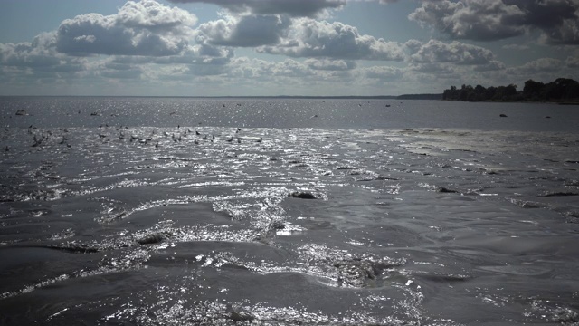 波罗的海沙滩上的海鸥视频素材