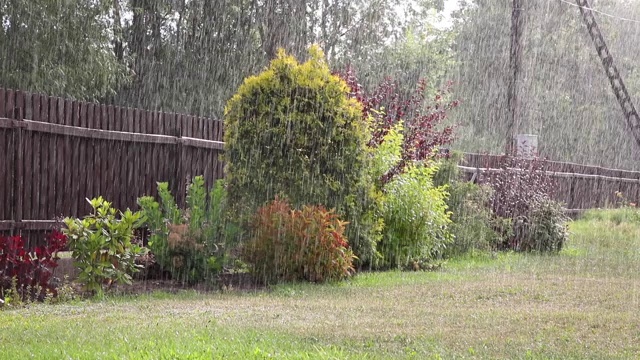 晴天下雨。在背景植物中视频素材