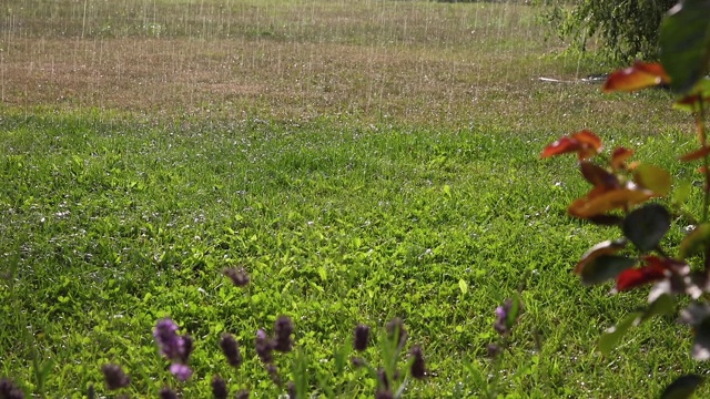 雨落在绿色的草地上视频素材