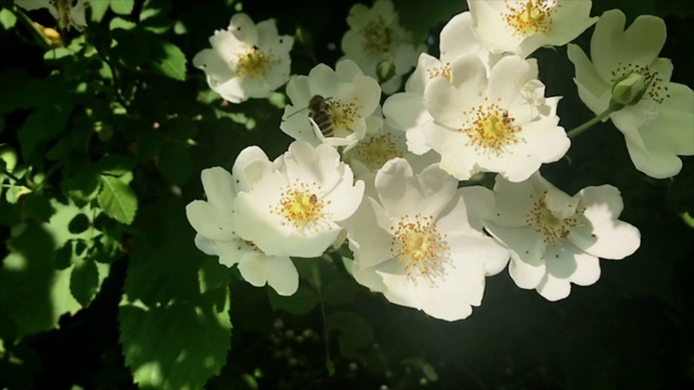 蜜蜂喝花蜜，采集花粉视频素材