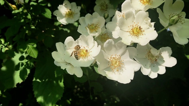 蜜蜂喝花蜜，采集花粉视频素材