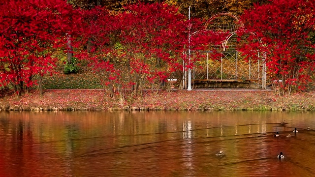 公园里的秋天视频素材