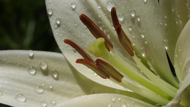 百合，花的细节视频素材