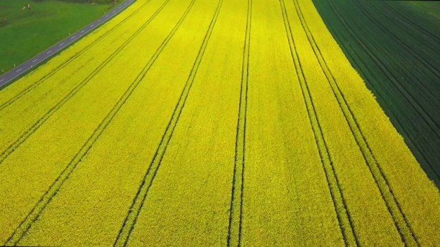 油菜花领域视频素材