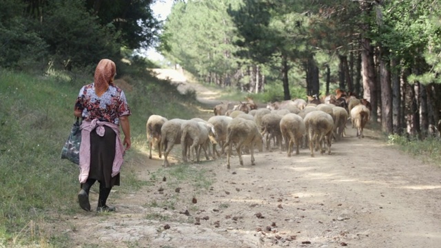 在阳光明媚的日子里，高级女牧羊人和一群羊羊在山上视频素材