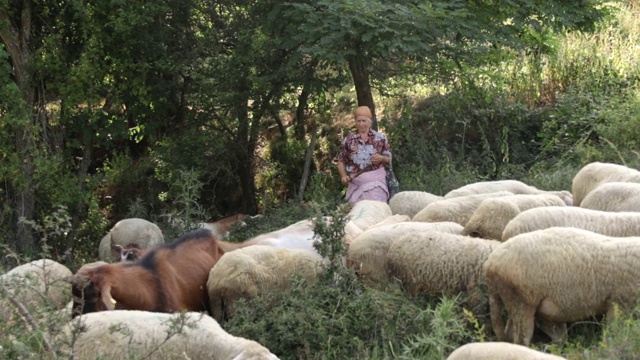 在阳光明媚的日子里，高级女牧羊人和一群羊在山上的草地上视频素材