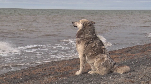 狗和海视频下载