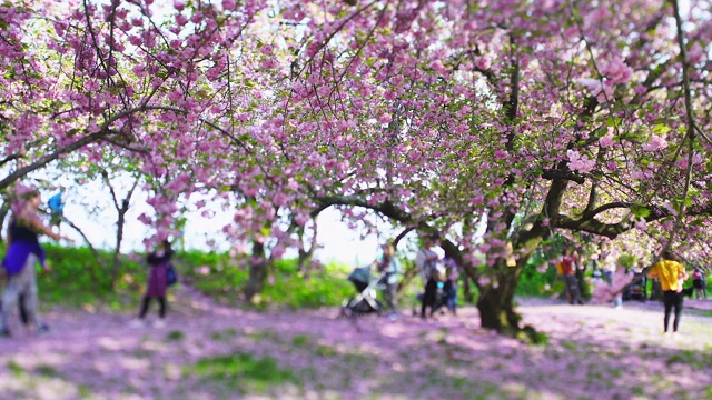 5月2日，在美国纽约中央公园，樱花盛开，花瓣飞舞。人们在一排排樱花树之间穿行。视频素材