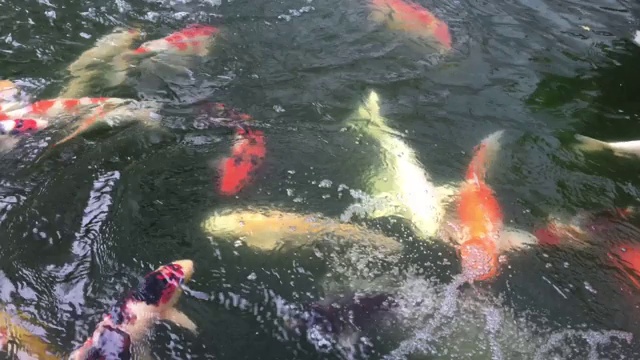 锦鲤在泉水中游来游去。视频下载