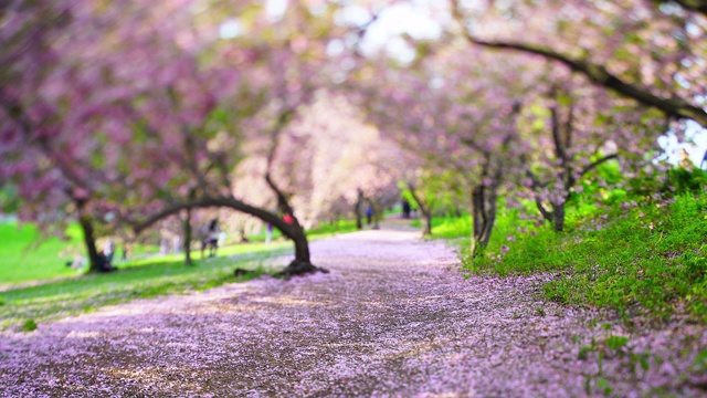 2019年5月2日，在美国纽约中央公园，一排排的樱花树在人行道上形成拱形。人们走过一排排的樱花拱门。视频素材