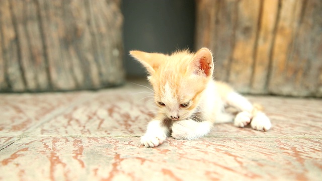 可爱的小猫独自玩耍和睡觉。视频素材