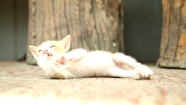 可爱的小猫在户外玩耍。视频素材