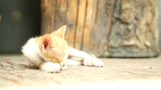 可爱的小猫独自玩耍和睡觉。视频素材