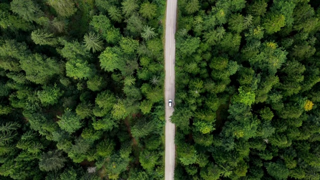 穿越森林的公路旅行视频素材