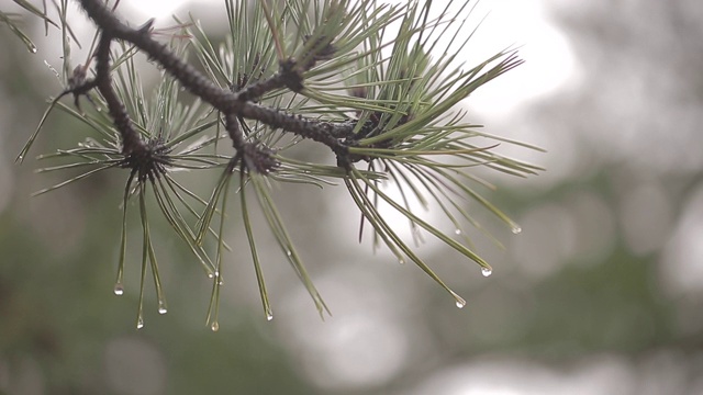 雨点落在松林中的松针上视频素材