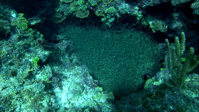 水生植物随着洋流优雅地弯曲。视频素材