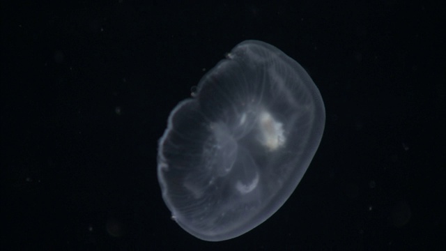 一只生物发光水母在黑暗的水中飘动。视频素材