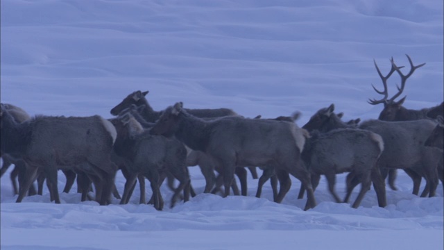 一群麋鹿穿过黄石国家公园的雪地草地。视频素材