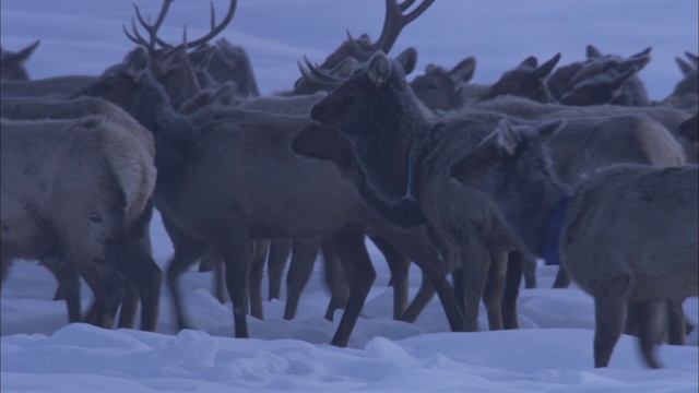 一群麋鹿穿过黄石国家公园的雪地。视频素材