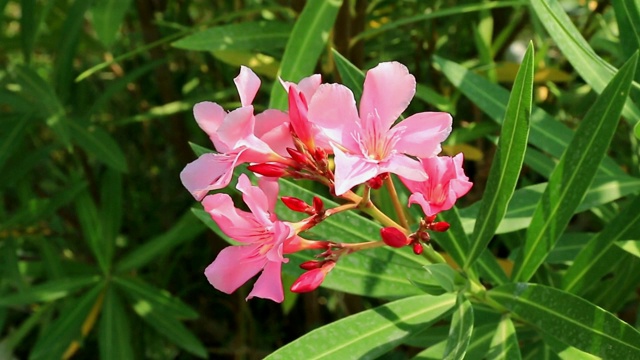 月桂花的特写。视频素材