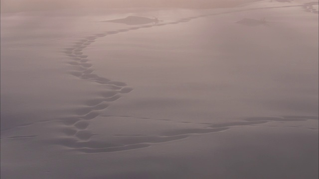 在黄石国家公园的雪地上，动物的足迹留下了一个图案。视频素材