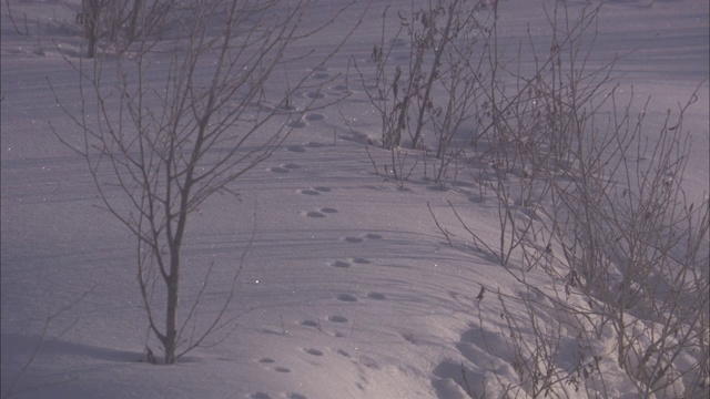 在黄石国家公园里，动物的足迹蜿蜒穿过白雪覆盖的河岸。视频素材