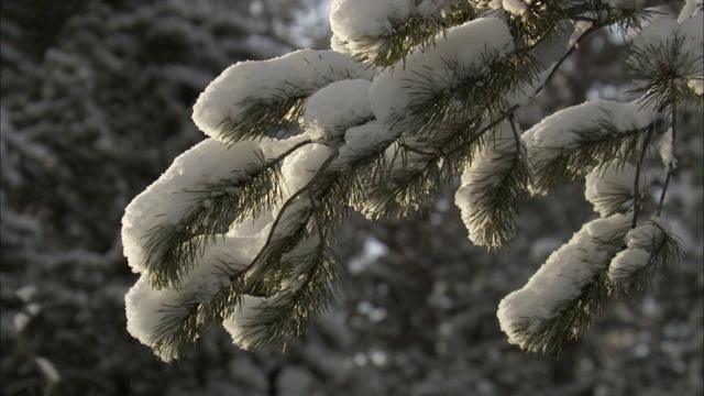 大雪压弯了黄石国家公园常绿的树枝。视频素材