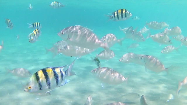 在阳光明媚的日子里，各种各样的红海条纹鱼在湛蓝清澈的海水里游泳。慢动作标准动作。间隔拍摄视频素材