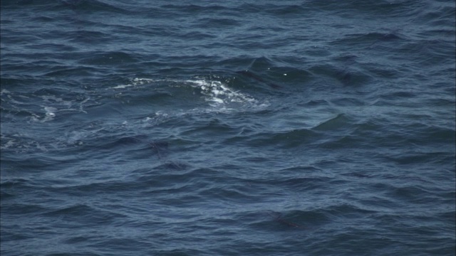 鲸鱼浮出水面并喷水。视频素材